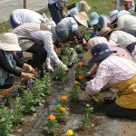 花壇の苗植え