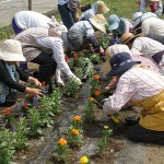 花壇の苗植え