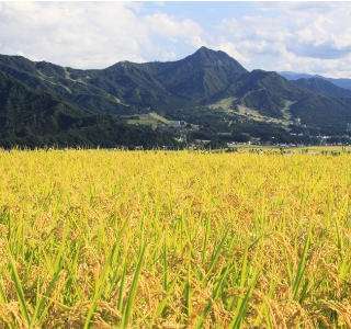 田植えの様子