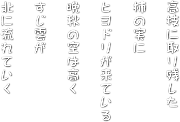 高枝に取り残した 柿の実に ヒヨドリが来ている 晩秋の空は高く すじ雲が 北に流れていく