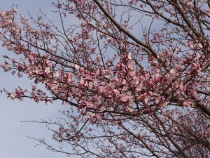 DSC_1587