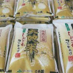 コシヒカリ