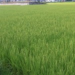 田んぼ３